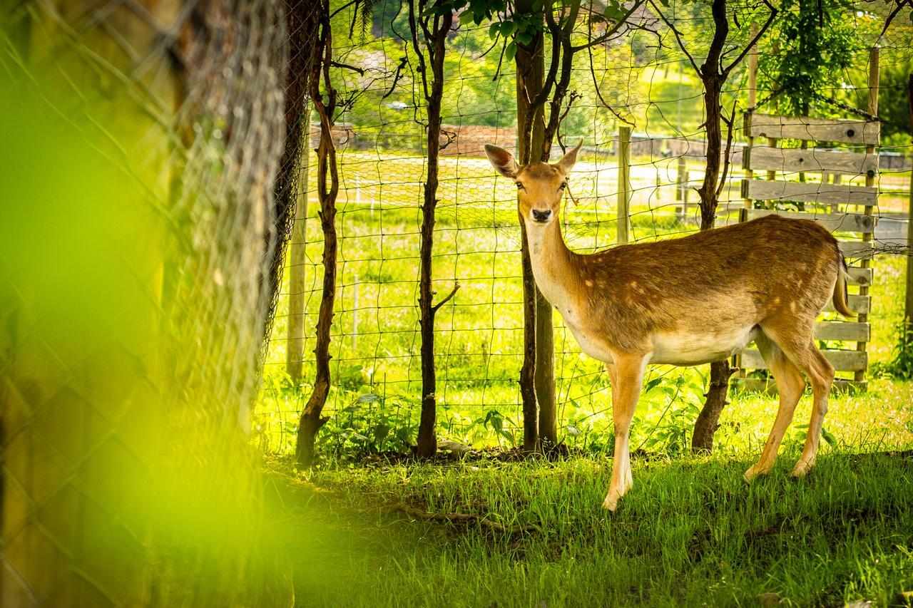 ホテル Hirschen Eggiwil エクステリア 写真